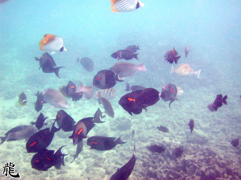 Under the Sea