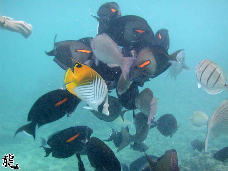 Feeding Frenzy