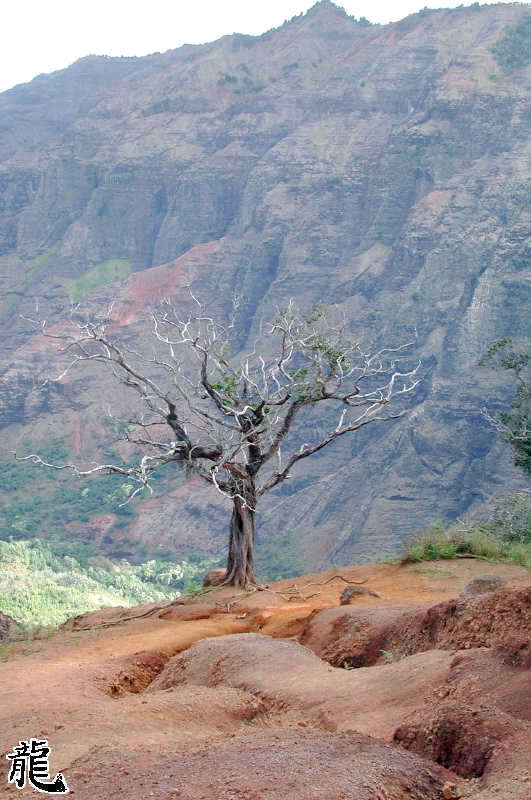 Dead Tree on a Clif