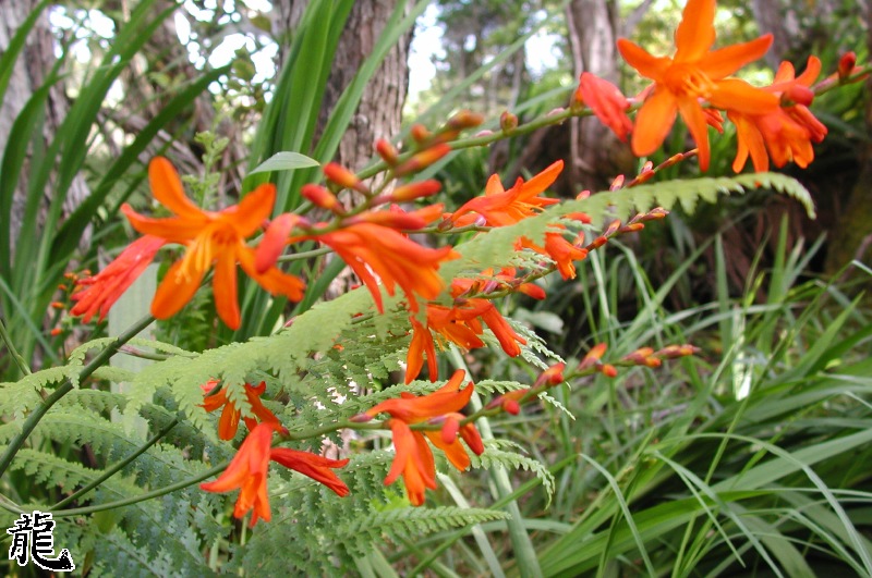 Red Flowers