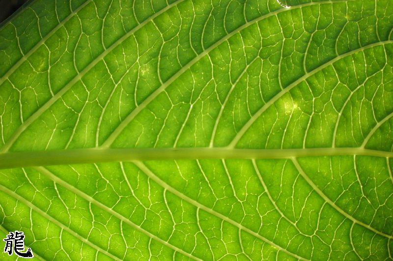 Leaf Closeup