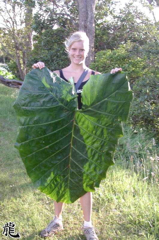 A verry big Leaf