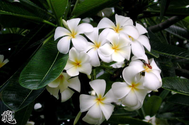 Plumeria