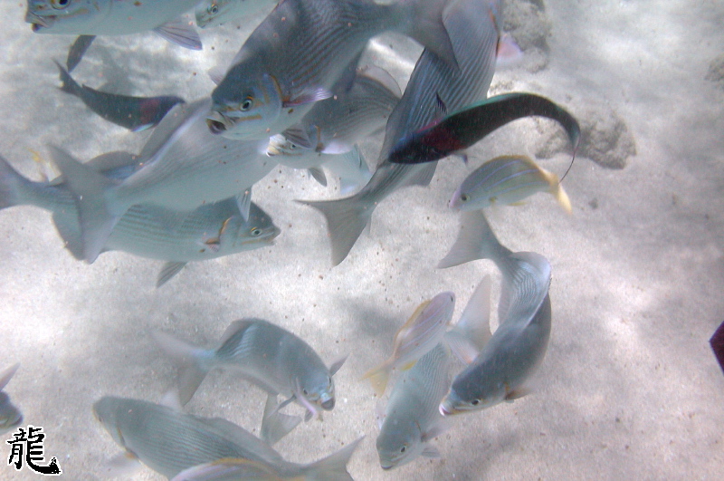 Feeding Fish