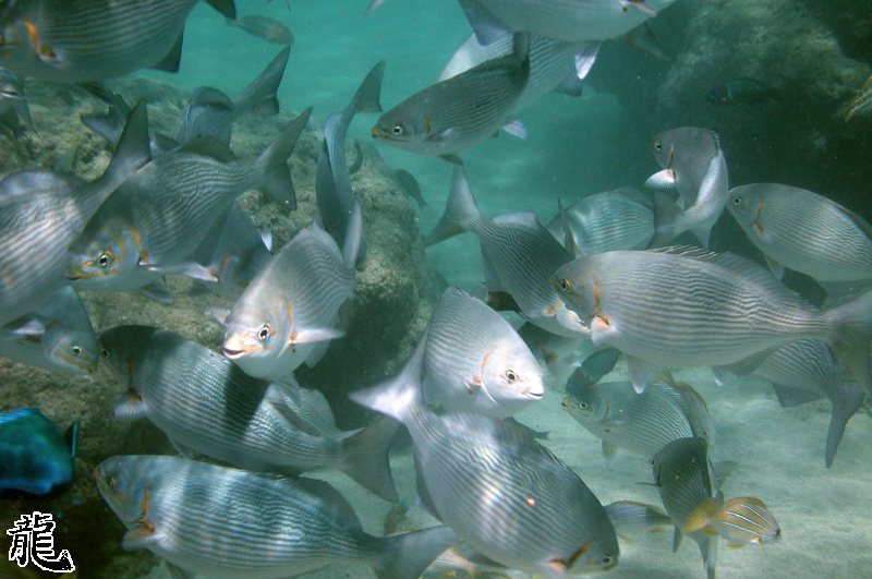 Feeding fish 2