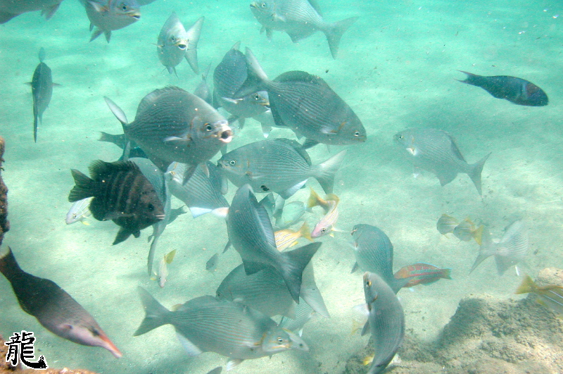 Feeding Fish 3