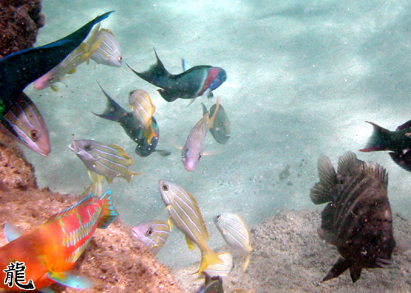 Feeding Fish 4