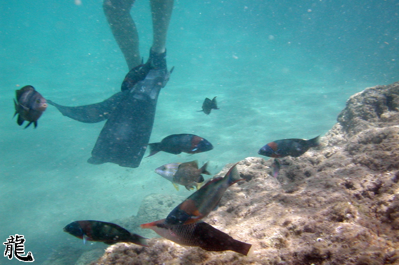 Swimmers Fins
