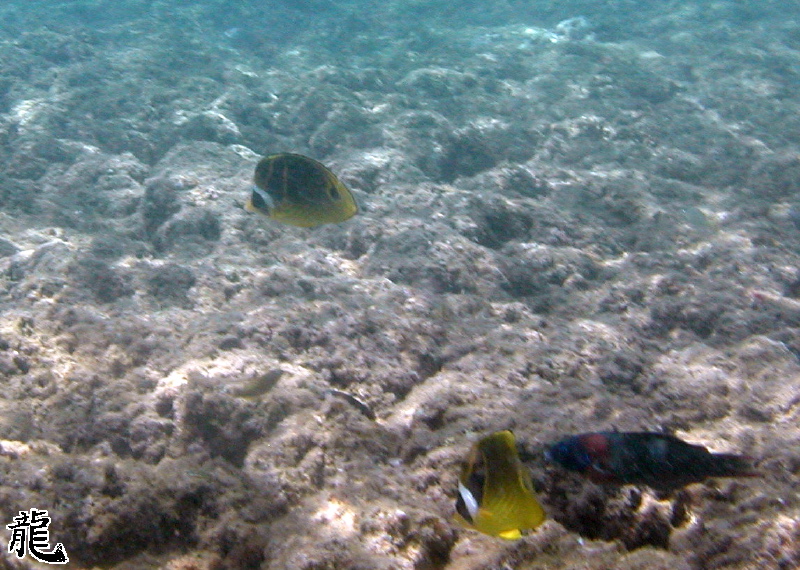 Tropical Fish