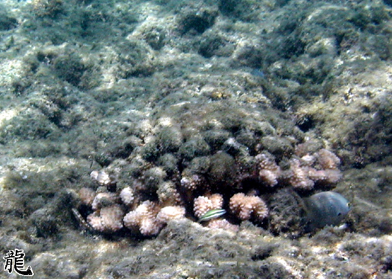 Coral