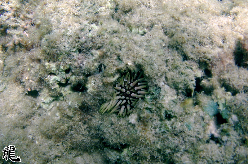 Sea Urchin