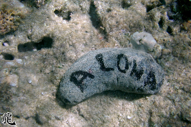 Aloha!
