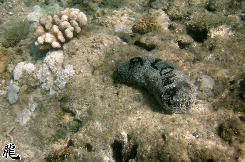 Sea cucumber