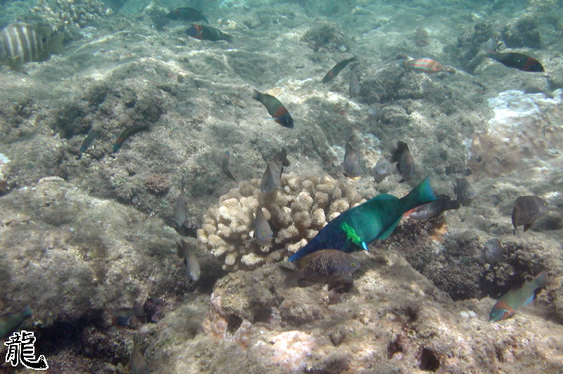 Trumpet Fish 