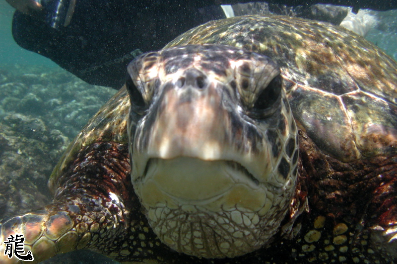 Sea Turtle in your face