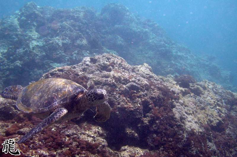 Sea Turtle