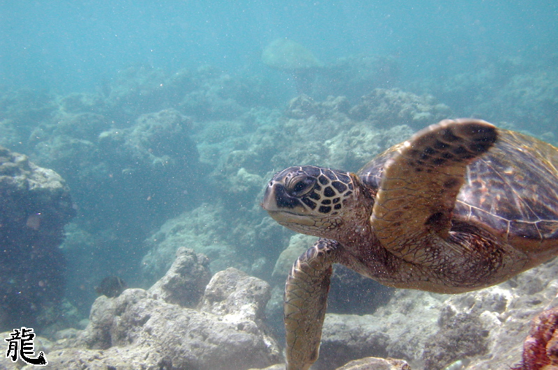 Flying Underwater