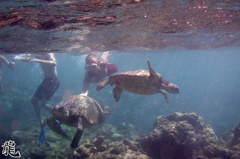 Playing with the turtles
