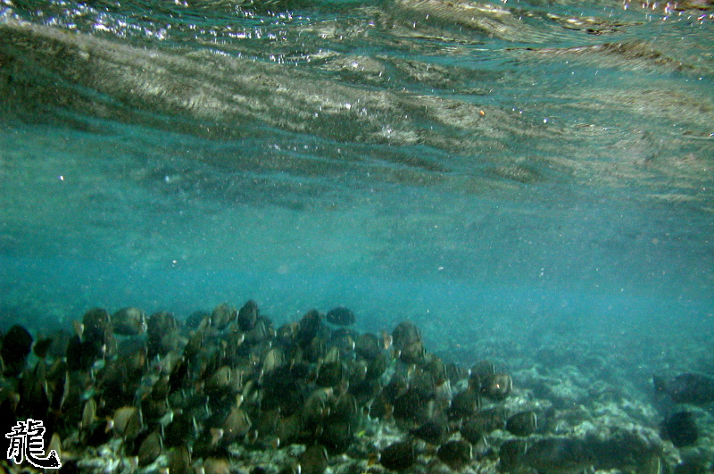 School of Fish