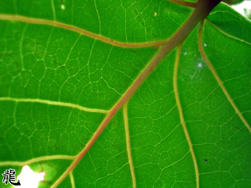 Detail of Leaf