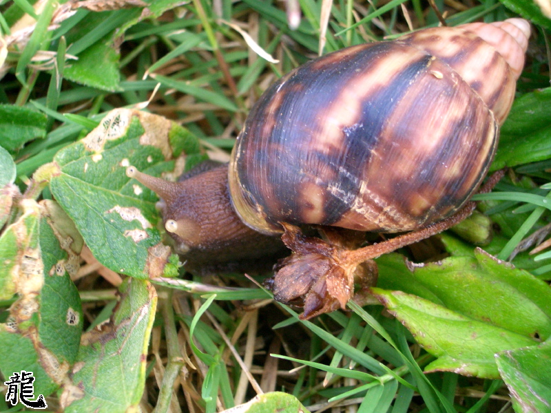 Snail