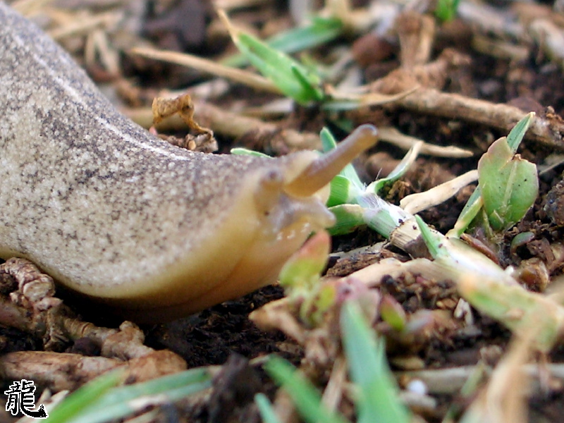 Slug