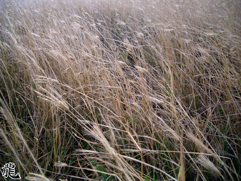 Dry Grass
