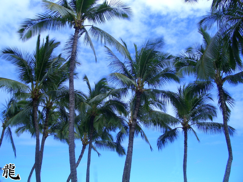 Palm Trees