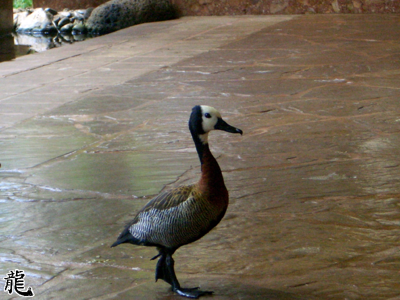Duck