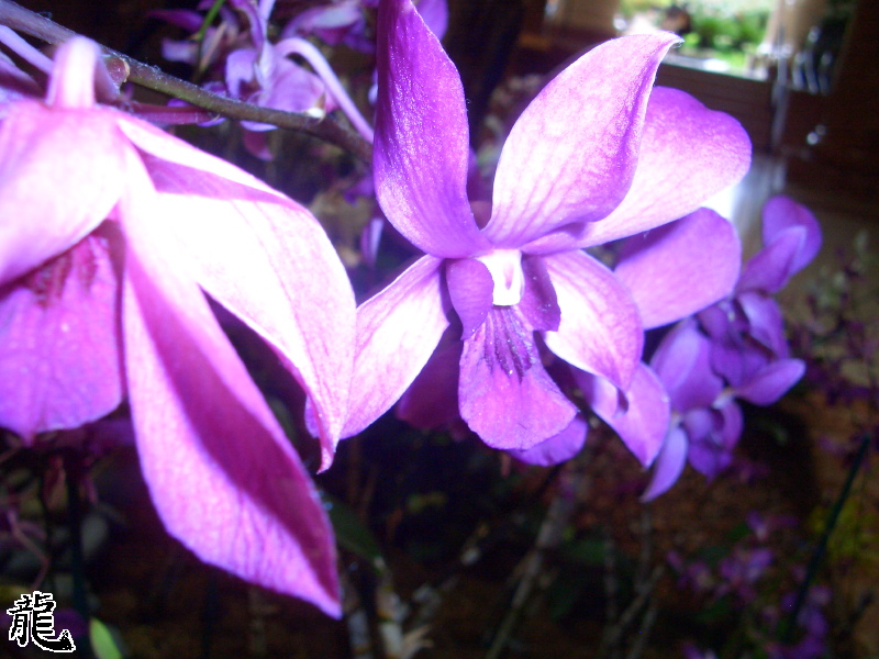 Orchids 1