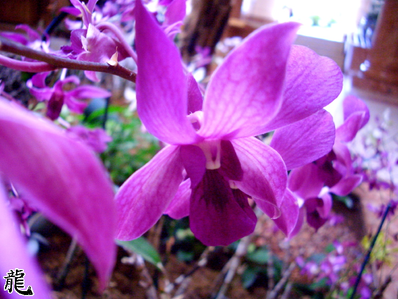 Orchids 2