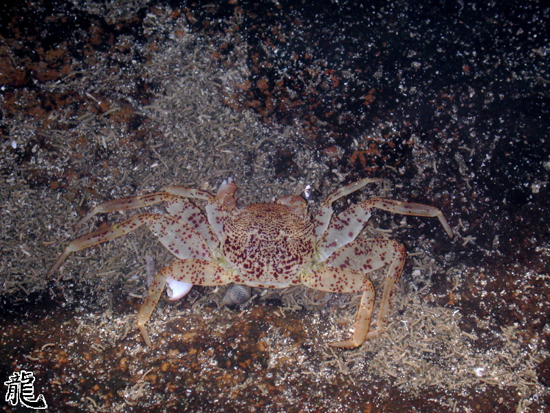 Shore Crab