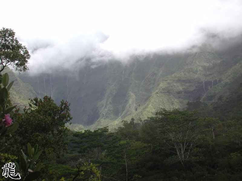 Thick Jungle