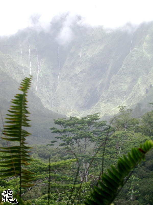Misty Jungle