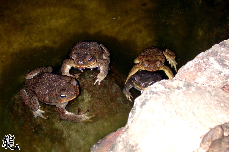 Toads