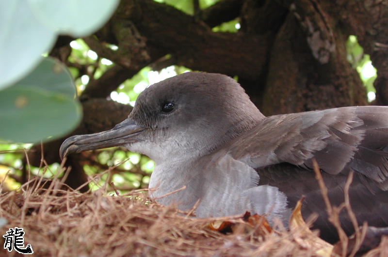Nesting Bird
