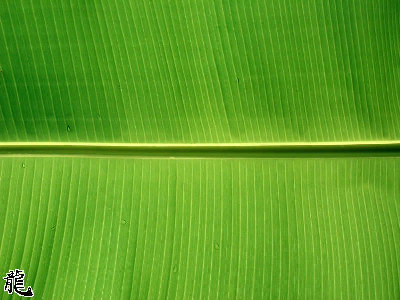 Large Leaf
