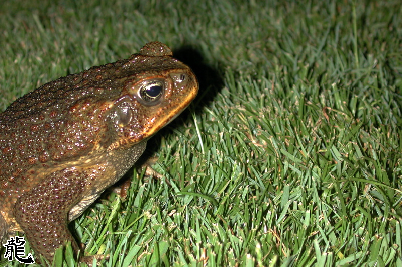 Unhappy Toad