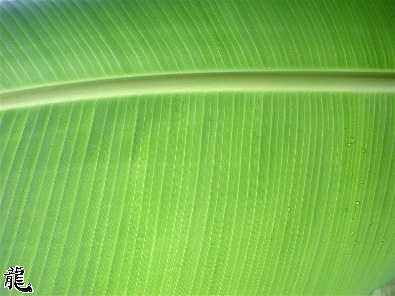 Leaf Closeup 2
