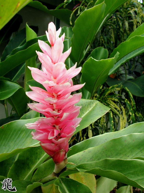 Ginger