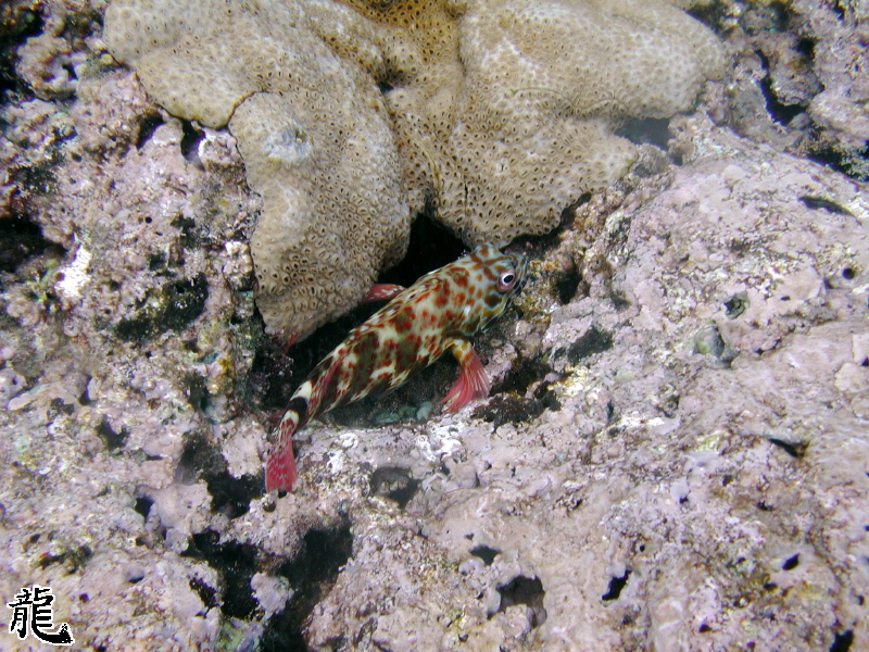 Camo Fish