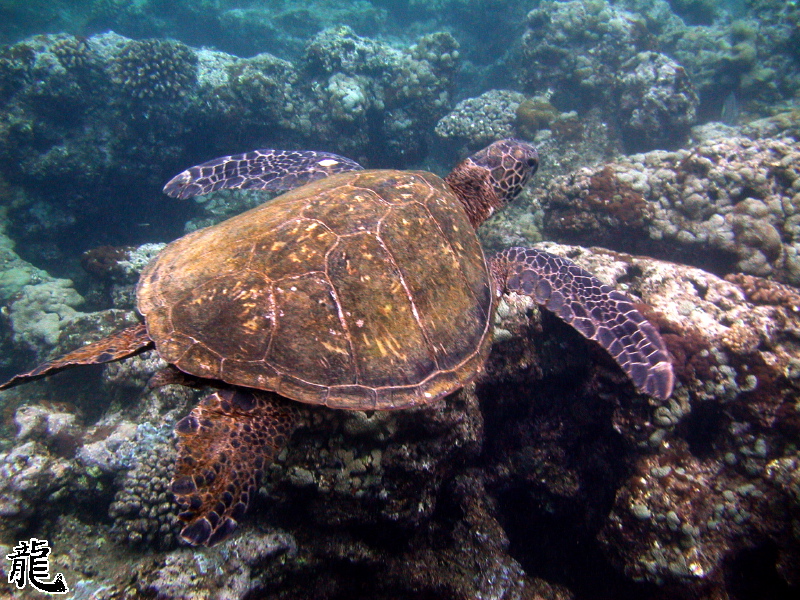 Swimming turtle