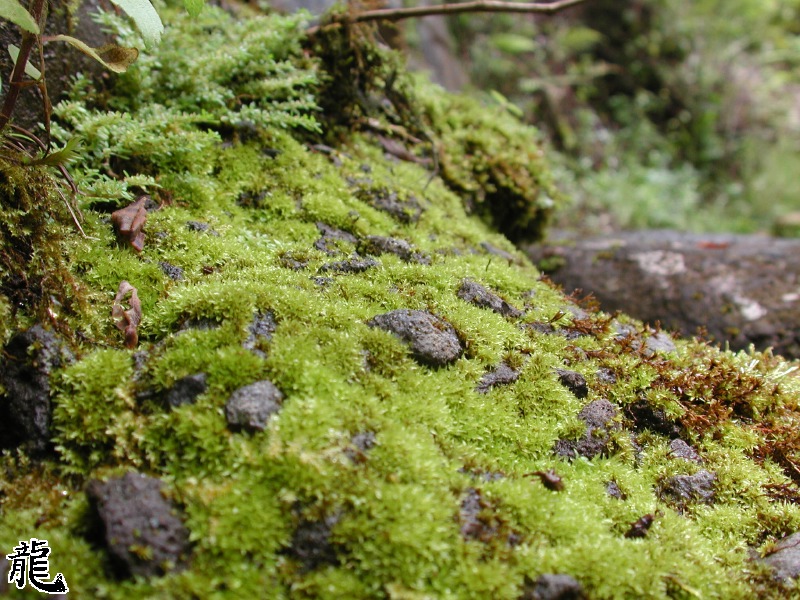 Green Moss