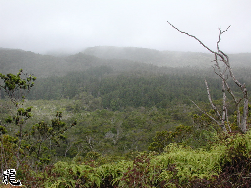 Thick Rainforest