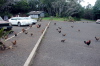 Lots of Chickens
