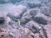 Angel Fish