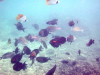 Under the Sea