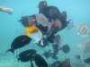 Feeding Frenzy