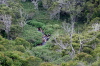 River through the forest.