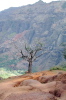 Dead Tree on a Clif